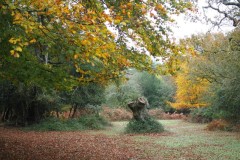 New Forest, RAF Stoney Cross