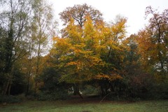 New Forest, RAF Stoney Cross
