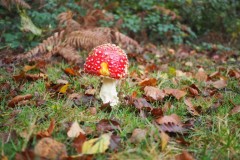 New Forest, RAF Stoney Cross