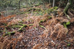 New Forest, RAF Stoney Cross
