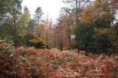 New Forest, RAF Stoney Cross