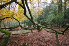 New Forest, RAF Stoney Cross