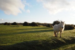 New Forest, RAF Stoney Cross