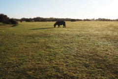 New Forest, RAF Stoney Cross