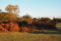 New Forest, RAF Stoney Cross